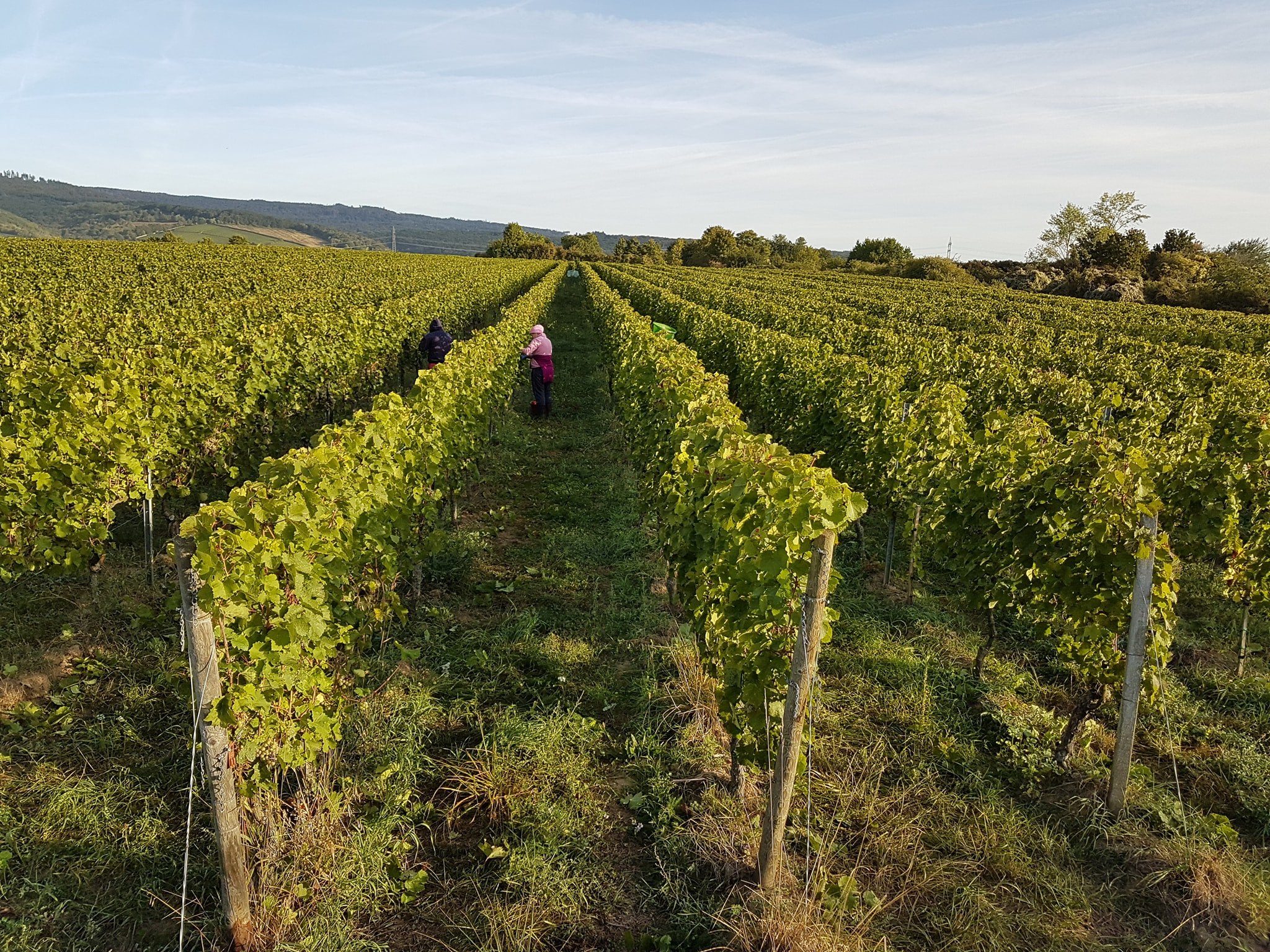 WEIN-UND SEKTGUT BARTH RIESLING FRUCTUS BIO RHEINGAU - obrazek 8