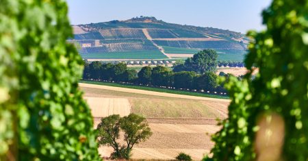 WEINGUT MEISER GELBER MUSKATELLER TROCKEN - obrazek 4