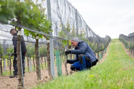 WEINGUT LETH RIED SCHILLINGSBERG RIESLING WAGRAM DAC - obrazek 5