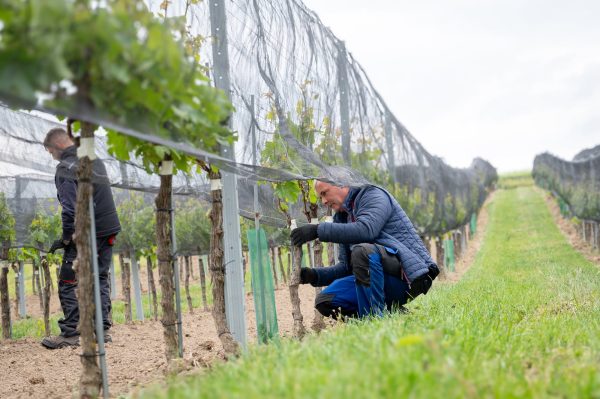 WEINGUT LETH RIED SCHILLINGSBERG RIESLING WAGRAM DAC