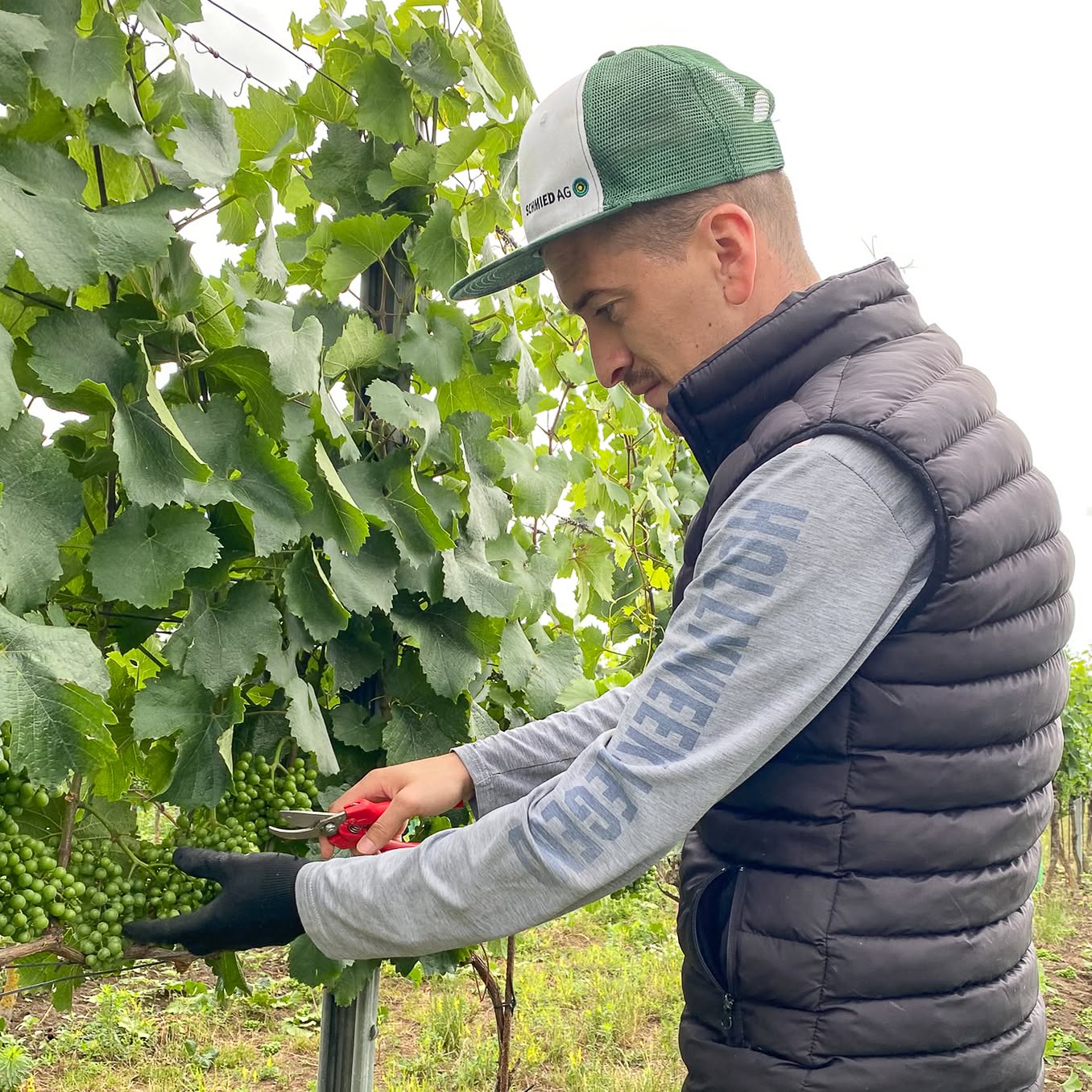 WEINGUT LETH RIED SCHILLINGSBERG RIESLING WAGRAM DAC - obrazek 4