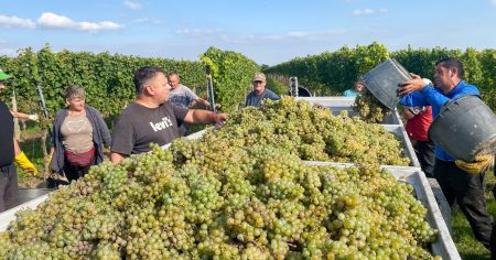 WEINGUT LETH RIED SCHILLINGSBERG RIESLING WAGRAM DAC - obrazek 6