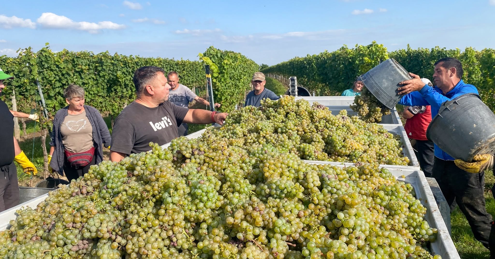 WEINGUT LETH RIED SCHILLINGSBERG RIESLING WAGRAM DAC - obrazek 6