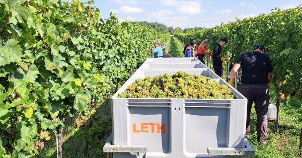 WEINGUT LETH RIED SCHILLINGSBERG RIESLING WAGRAM DAC