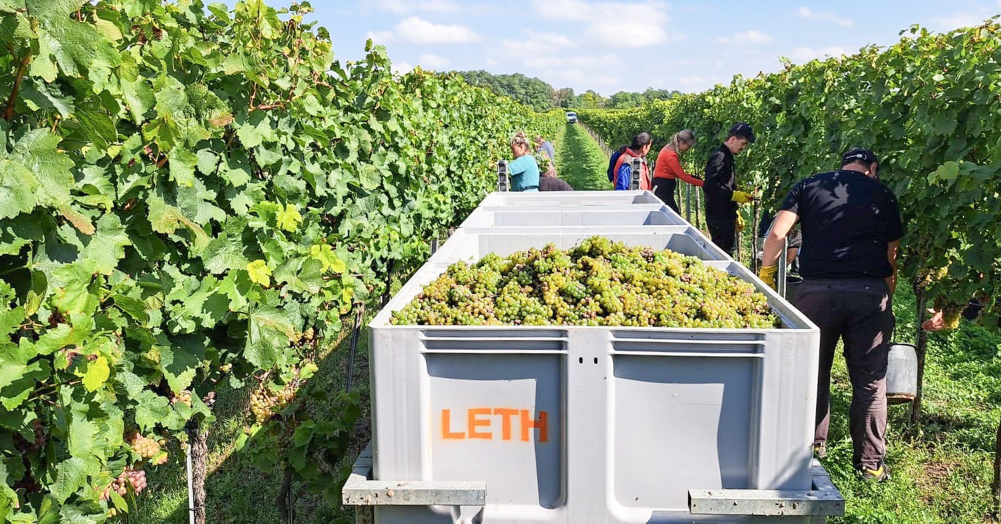 WEINGUT LETH RIED SCHILLINGSBERG RIESLING WAGRAM DAC - obrazek 7