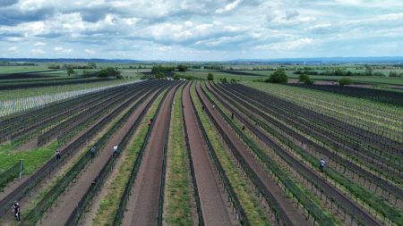 WEINGUT LETH RIED SCHILLINGSBERG RIESLING WAGRAM DAC - obrazek 3