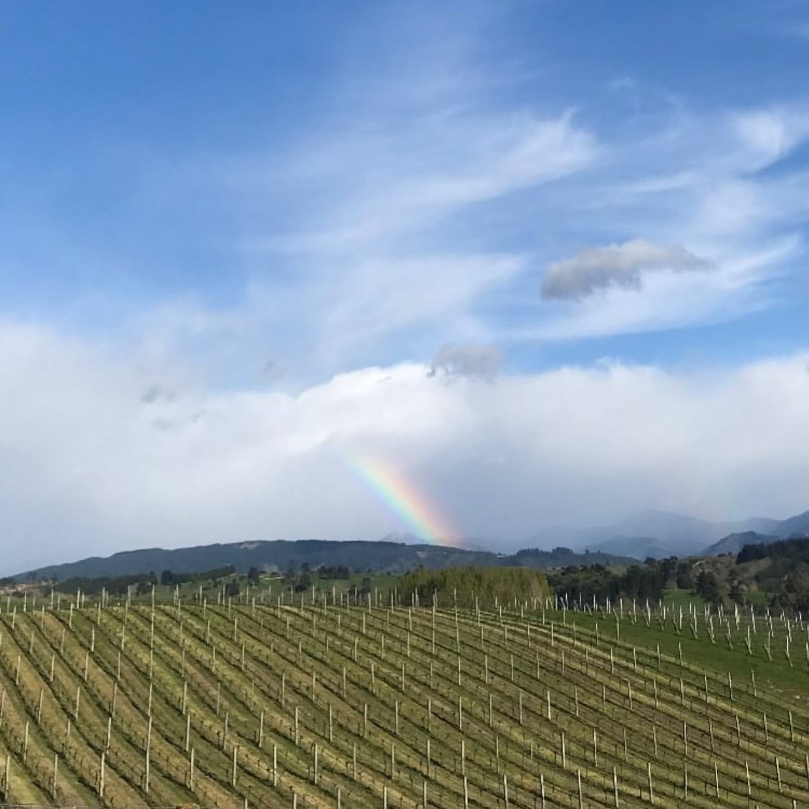 NEUDORF VINEYARDS TIRITIRI PINOT GRIS NELSON - obrazek 11