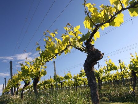 NEUDORF VINEYARDS ROSIE'S BLOCK MOUTERE RIESLING OFF-DRY NELSON - obrazek 8
