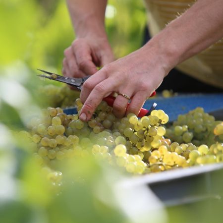 NEUDORF VINEYARDS TIRITIRI PINOT GRIS NELSON - obrazek 7