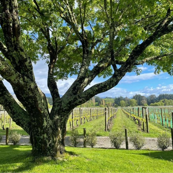 NEUDORF VINEYARDS TIRITIRI PINOT GRIS NELSON