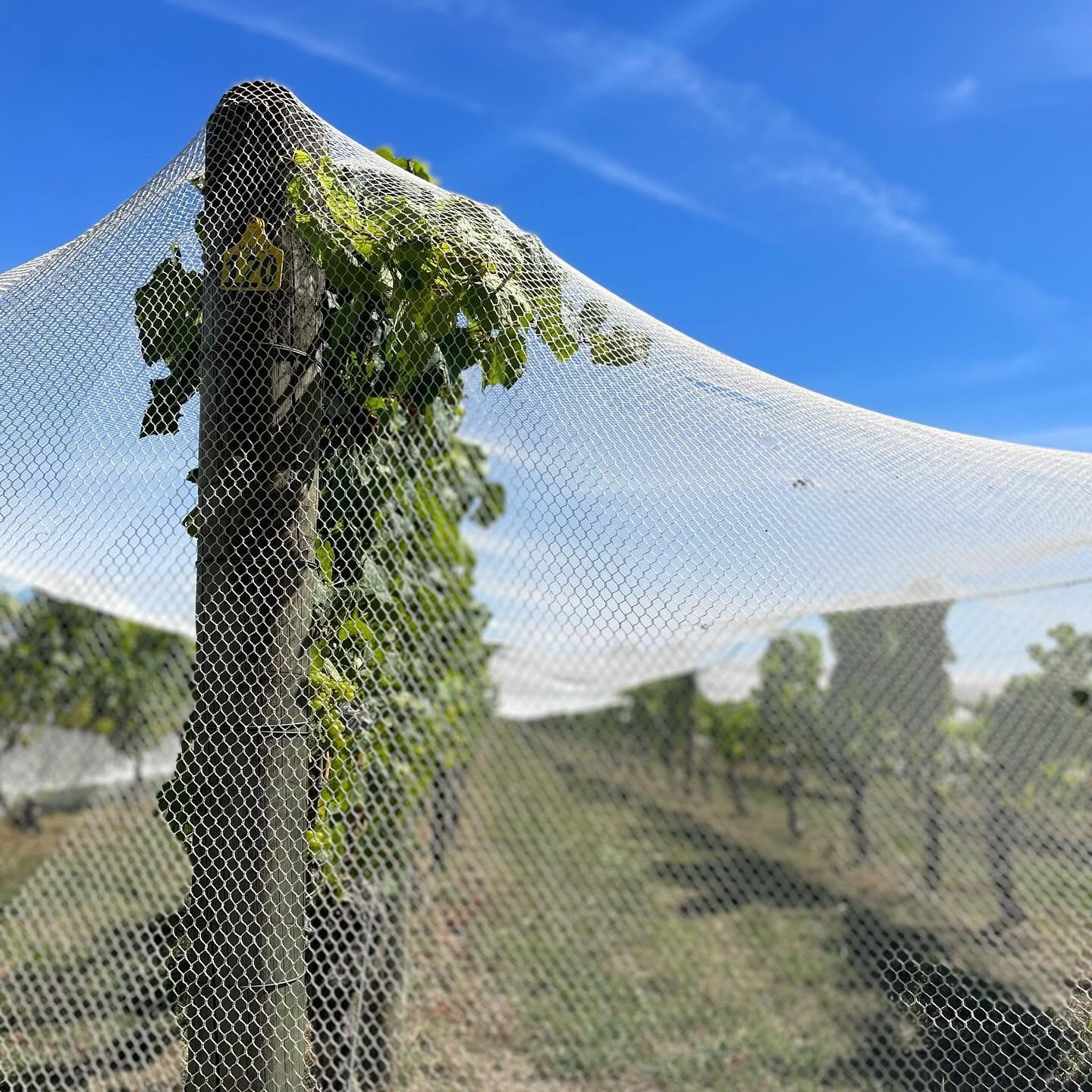 NEUDORF VINEYARDS TIRITIRI PINOT GRIS NELSON - obrazek 10