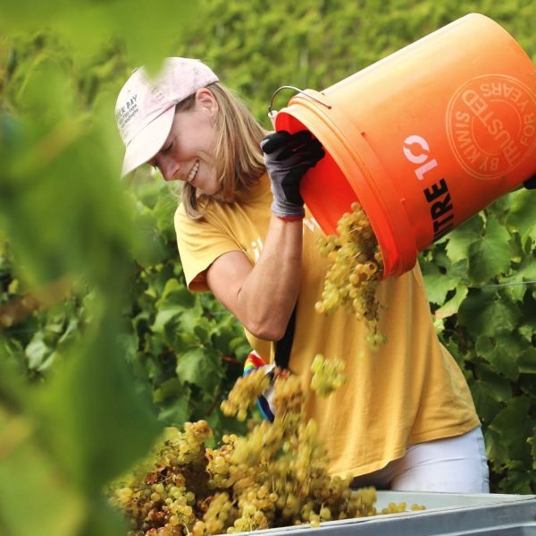 NEUDORF VINEYARDS TIRITIRI PINOT GRIS NELSON