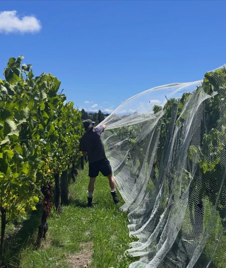 NEUDORF VINEYARDS TIRITIRI PINOT GRIS NELSON - obrazek 9