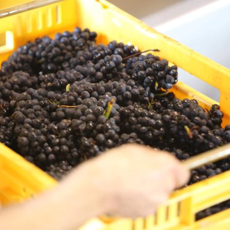 NEUDORF VINEYARDS TOM'S BLOCK MOUTERE PINOT NOIR NELSON - obrazek 5