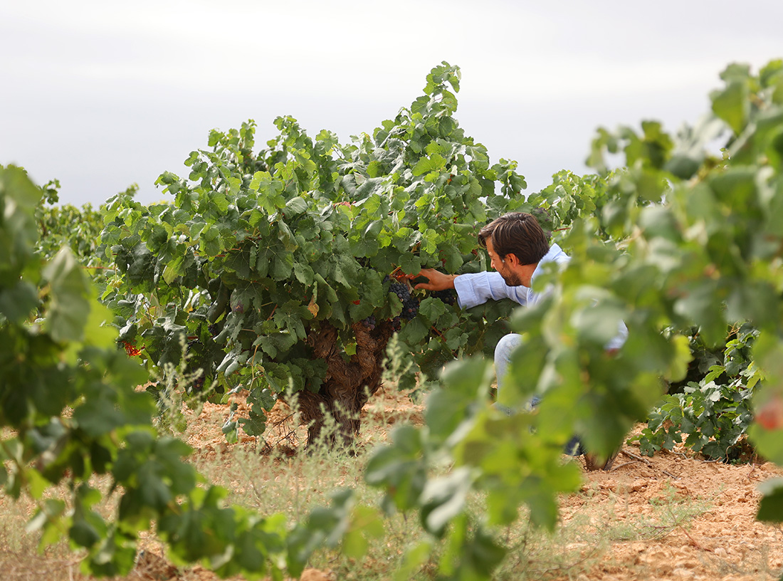 ALLBLACK GARNACHA TINTORERA D.O ALMANSA - obrazek 4